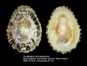 Scutellastra kermadecensis
